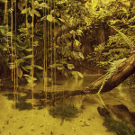 amazon rain forest5